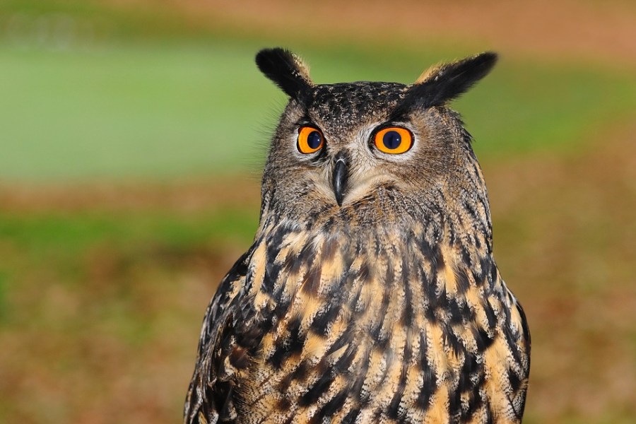 purdue owl literary terms