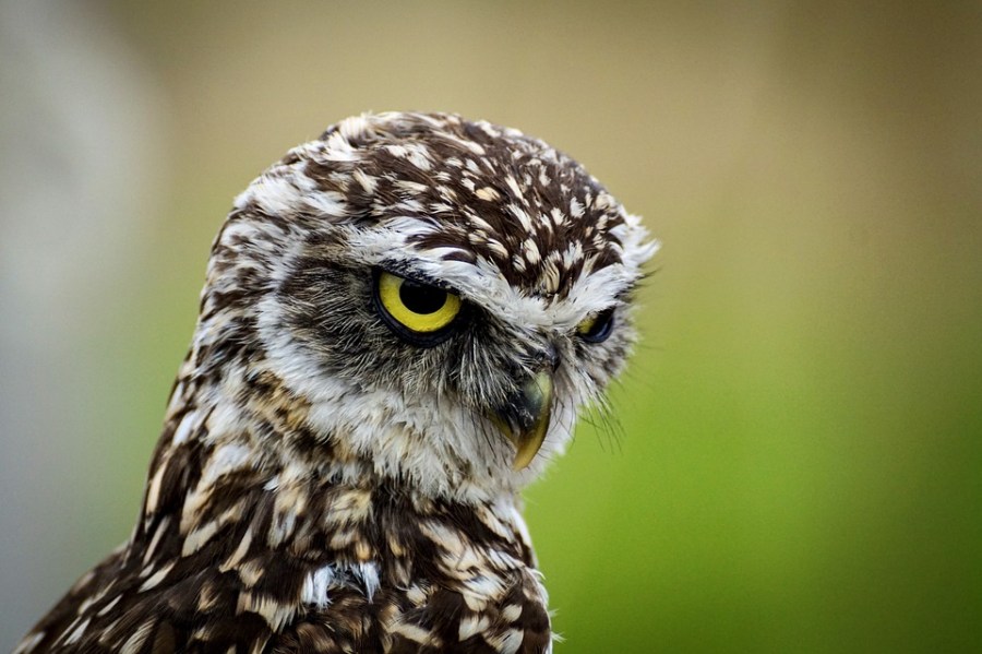 purdue owl literary theory