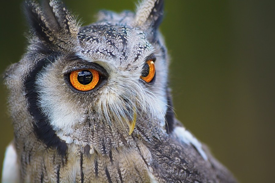 owl apa in text