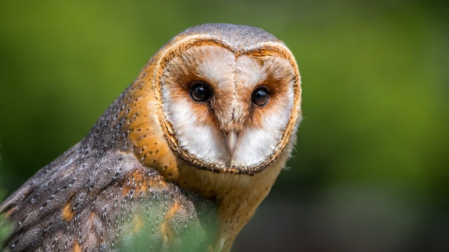 purdue owl literary terms