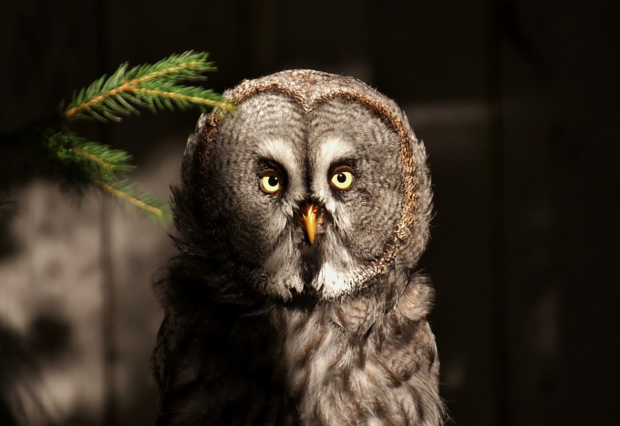 mla citation owl website