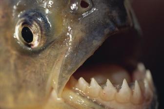 Can Piranhas Smile?