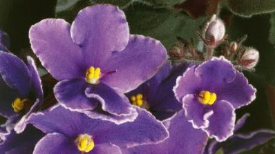 What Are the Best Ways to Care for African Violets?